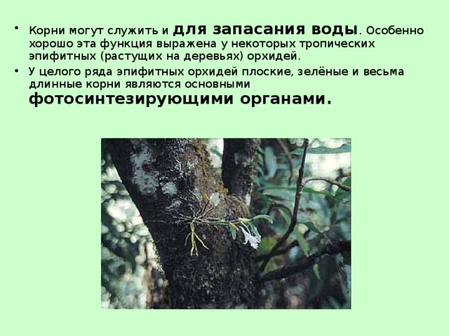 Корни могут служить и для запасания воды . Особенно хорошо эта функция выражена у некоторых тропических эпифитных (растущих на деревьях) орхидей. У целого ряда эпифитных орхидей плоские, зелёные и весьма длинные корни являются основными фотосинтезирующими органами. 