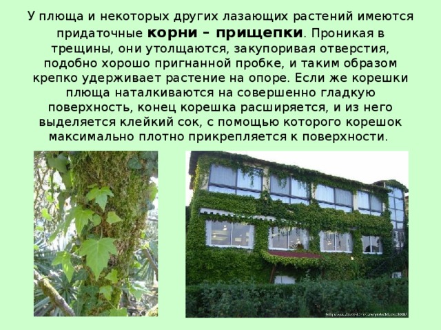 У плюща и некоторых других лазающих растений имеются придаточные корни – прищепки . Проникая в трещины, они утолщаются, закупоривая отверстия, подобно хорошо пригнанной пробке, и таким образом крепко удерживает растение на опоре. Если же корешки плюща наталкиваются на совершенно гладкую поверхность, конец корешка расширяется, и из него выделяется клейкий сок, с помощью которого корешок максимально плотно прикрепляется к поверхности. 