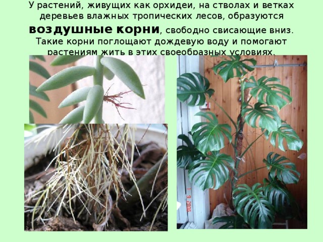 У растений, живущих как орхидеи, на стволах и ветках деревьев влажных тропических лесов, образуются воздушные  корни , свободно свисающие вниз. Такие корни поглощают дождевую воду и помогают растениям жить в этих своеобразных условиях. 
