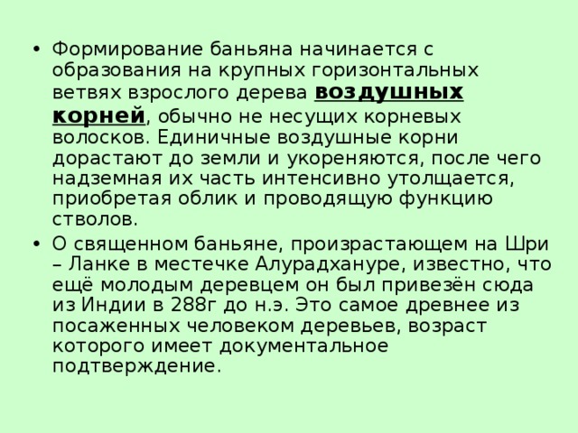 Формирование баньяна начинается с образования на крупных горизонтальных ветвях взрослого дерева воздушных корней , обычно не несущих корневых волосков. Единичные воздушные корни дорастают до земли и укореняются, после чего надземная их часть интенсивно утолщается, приобретая облик и проводящую функцию стволов. О священном баньяне, произрастающем на Шри – Ланке в местечке Алурадхануре, известно, что ещё молодым деревцем он был привезён сюда из Индии в 288г до н.э. Это самое древнее из посаженных человеком деревьев, возраст которого имеет документальное подтверждение. 