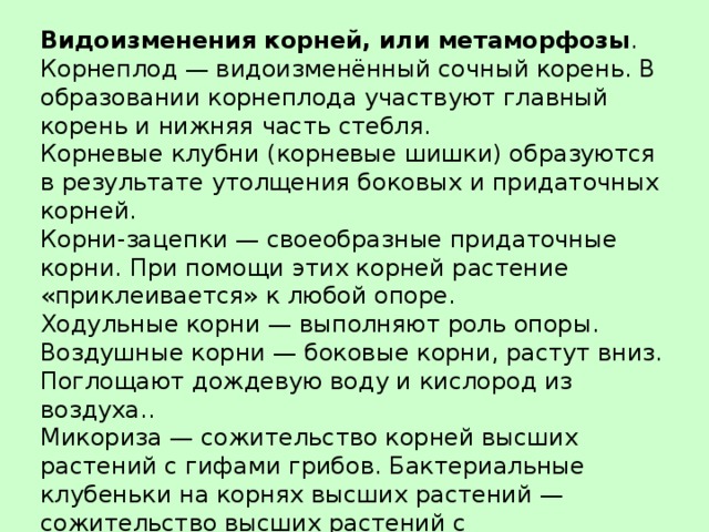 Видоизменения корней, или метаморфозы .  Корнеплод — видоизменённый сочный корень. В образовании корнеплода участвуют главный корень и нижняя часть стебля.  Корневые клубни (корневые шишки) образуются в результате утолщения боковых и придаточных корней.  Корни-зацепки — своеобразные придаточные корни. При помощи этих корней растение «приклеивается» к любой опоре.  Ходульные корни — выполняют роль опоры.  Воздушные корни — боковые корни, растут вниз. Поглощают дождевую воду и кислород из воздуха..  Микориза — сожительство корней высших растений с гифами грибов. Бактериальные клубеньки на корнях высших растений — сожительство высших растений с азотфиксирующими бактериями Дыхательные корни — у тропических растений — выполняют функцию дополнительного дыхания.   