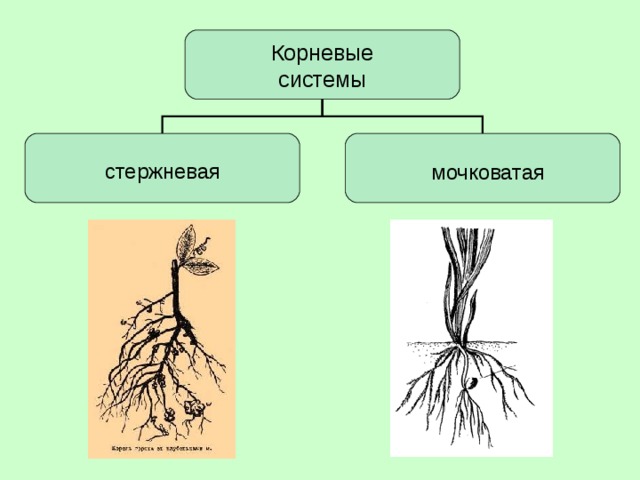 Корневые системы стержневая мочковатая 