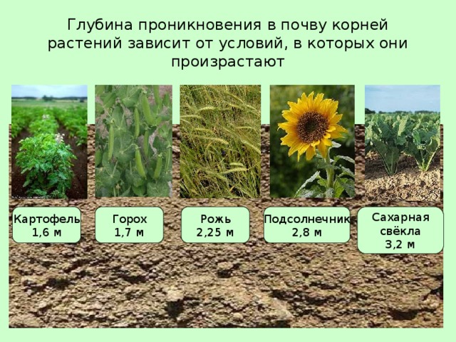 Глубина проникновения в почву корней растений зависит от условий, в которых они произрастают Картофель 1,6 м Горох 1,7 м Рожь 2,25 м Подсолнечник 2,8 м Сахарная свёкла 3,2 м 