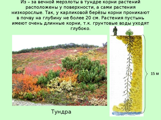 Из – за вечной мерзлоты в тундре корни растений расположены у поверхности, а сами растения низкорослые. Так, у карликовой берёзы корни проникают в почву на глубину не более 20 см. Растения пустынь имеют очень длинные корни, т.к. грунтовые воды уходят глубоко. 15 м Тундра 
