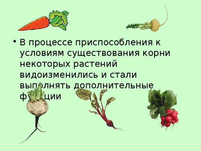В процессе приспособления к условиям существования корни некоторых растений видоизменились и стали выполнять дополнительные функции 