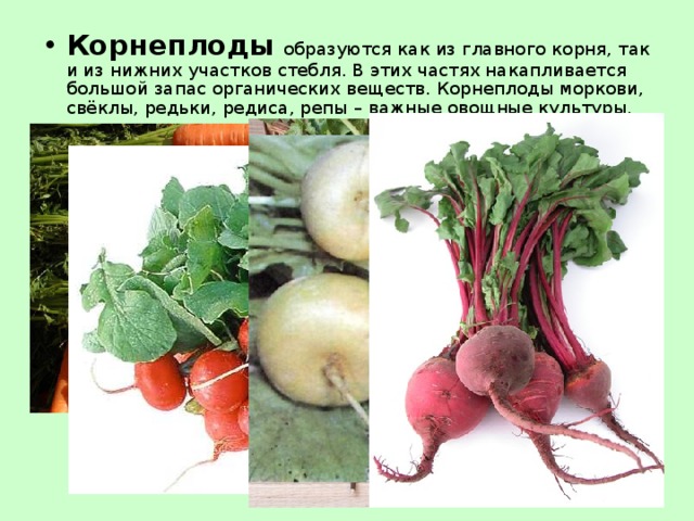 Корнеплоды  образуются как из главного корня, так и из нижних участков стебля. В этих частях накапливается большой запас органических веществ. Корнеплоды моркови, свёклы, редьки, редиса, репы – важные овощные культуры. 