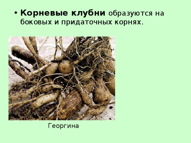 Корневые клубни образуются на боковых и придаточных корнях. Георгина 