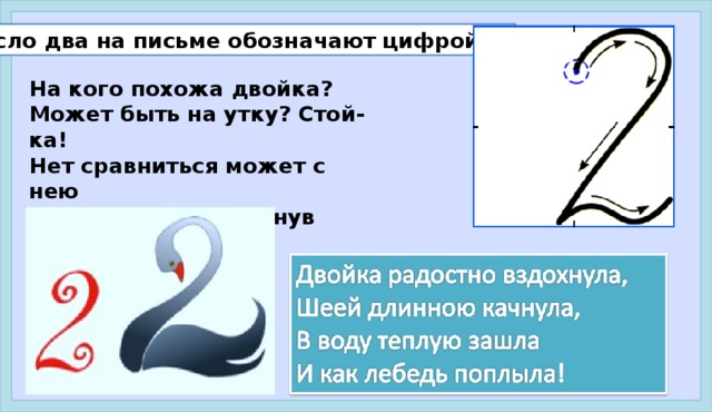 Число два на письме обозначают цифрой 2. На кого похожа двойка? Может быть на утку? Стой-ка! Нет сравниться может с нею Только лебедь, выгнув шею. Начинают писать эту цифру с малого полуовала. Поставьте ручку немного выше центра клетки, ведите линию вверх, закругляя в правом верхнем углу клетки. Затем ведите линию вниз к середине нижней стороны клетки. Далее вдоль нижней стороны клетки пишите волнистую линию (вверх, вниз, вверх). Письмо в воздухе.  