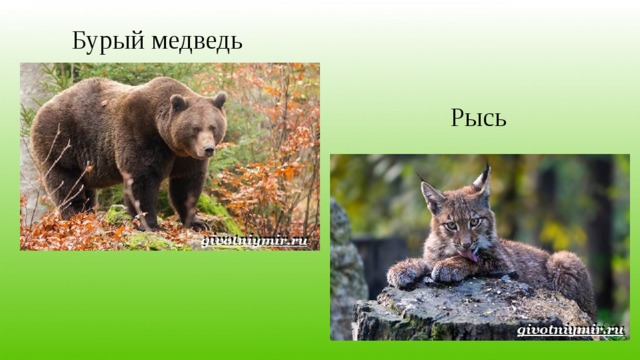 Бурый медведь Рысь 