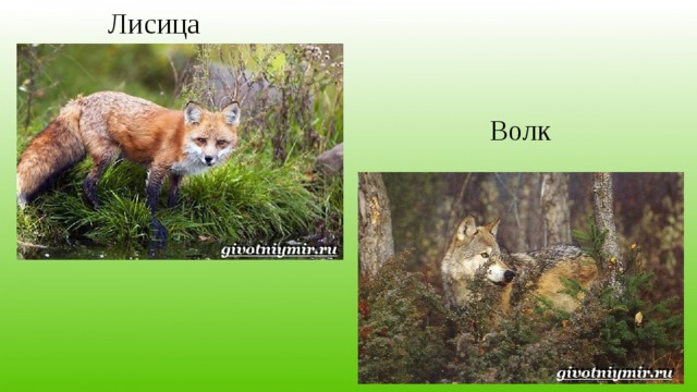 Лисица Волк 