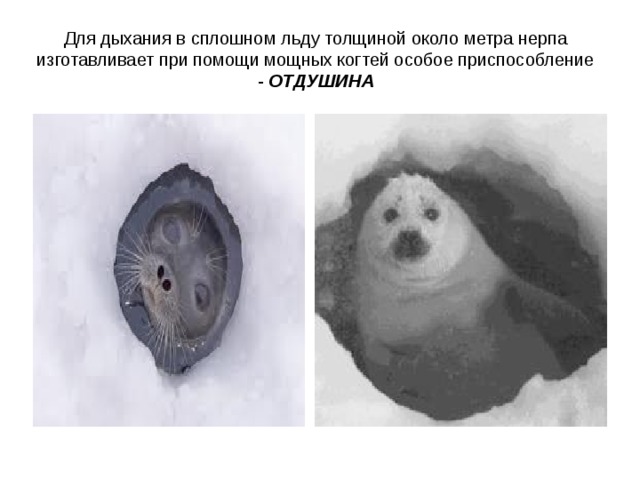 Для дыхания в сплошном льду толщиной около метра нерпа изготавливает при помощи мощных когтей особое приспособление - ОТДУШИНА 