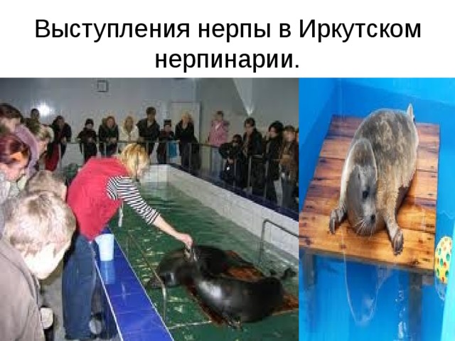 Выступления нерпы в Иркутском нерпинарии. 