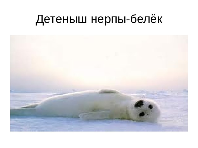 Детеныш нерпы-белёк 