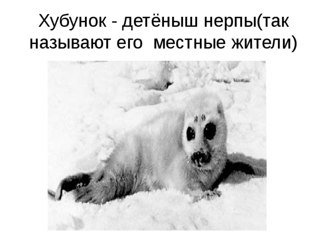 Хубунок - детёныш нерпы(так называют его местные жители) 