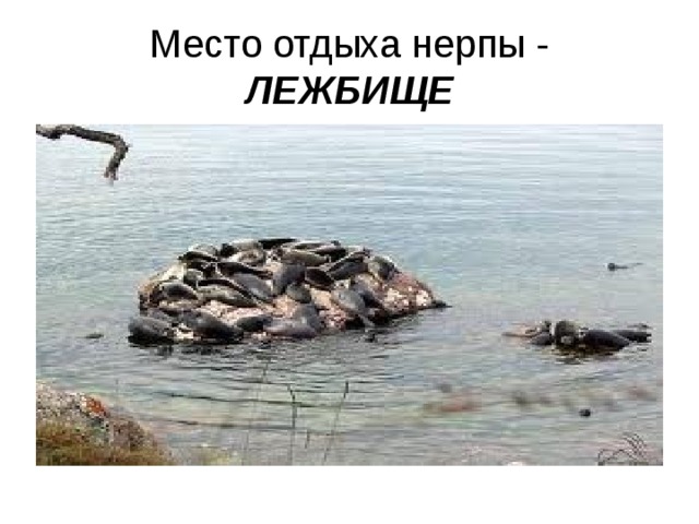 Место отдыха нерпы - ЛЕЖБИЩЕ 