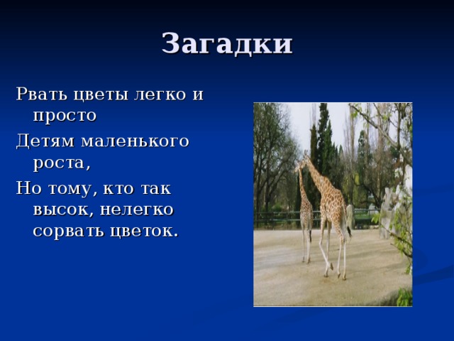 Загадки Рвать цветы легко и просто Детям маленького роста, Но тому, кто так высок, нелегко сорвать цветок. 