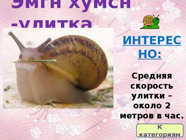 Эмгн хумсн -улитка ИНТЕРЕСНО:   Средняя скорость улитки – около 2 метров в час. К категориям 