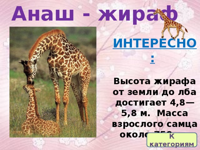 Анаш - жираф ИНТЕРЕСНО:     Высота жирафа от земли до лба достигает 4,8—5,8 м. Масса взрослого самца около 750 кг. К категориям 