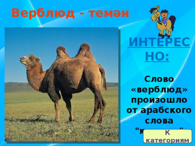 Верблюд - темән  ИНТЕРЕСНО:   Слово «верблюд» произошло от арабского слова 