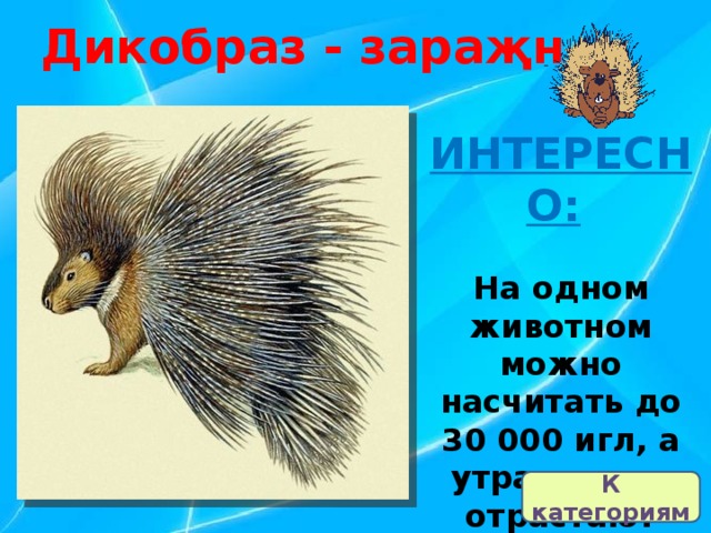 Дикобраз - зараҗн ИНТЕРЕСНО:   На одном животном можно насчитать до 30 000 игл, а утраченные отрастают вновь.  К категориям 