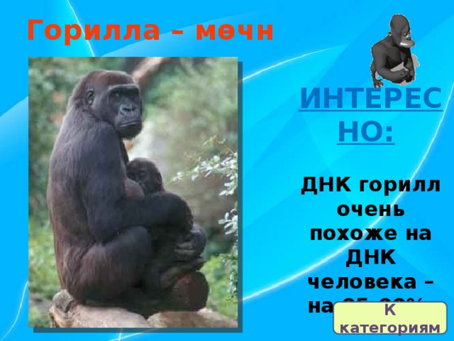 Горилла – мөчн ИНТЕРЕСНО:   ДНК горилл очень похоже на ДНК человека – на 95-99%. К категориям 