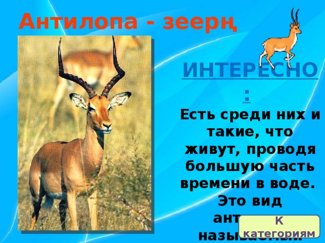 Антилопа - зеерң ИНТЕРЕСНО:   Есть среди них и такие, что живут, проводя большую часть времени в воде.  Это вид антилоп, называемый водяным козлом . К категориям 