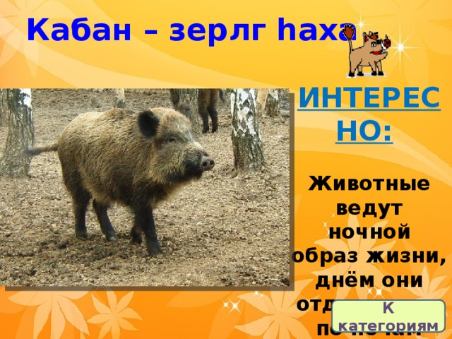 Кабан – зерлг һаха ИНТЕРЕСНО:    Животные ведут ночной образ жизни, днём они отдыхают, а по ночам охотятся.  К категориям 