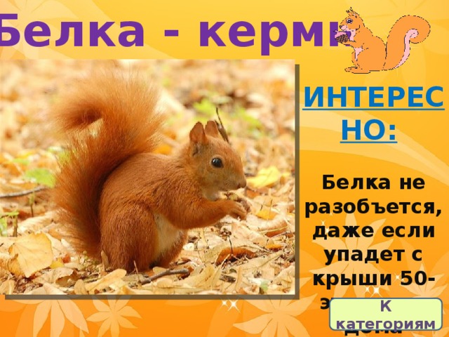 Белка - кермн ИНТЕРЕСНО:   Белка не разобъется, даже если упадет с крыши 50-этажного дома К категориям 