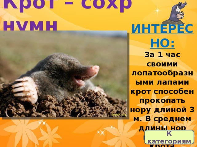 Крот – сохр нумн ИНТЕРЕСНО: За 1 час своими лопатообразными лапами крот способен прокопать нору длиной 3 м. В среднем длины нор каждого крота составляют 200 метров. К категориям 