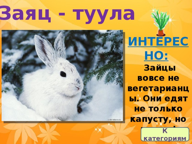 Заяц - туула ИНТЕРЕСНО:     Зайцы вовсе не вегетарианцы. Они едят не только капусту, но и мясо! К категориям 