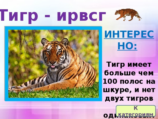 Тигр - ирвсг ИНТЕРЕСНО:    Тигр имеет больше чем 100 полос на шкуре, и нет двух тигров с одинаковыми полосами. К категориям 