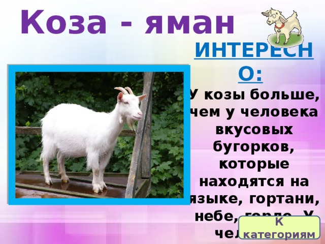 Коза - яман ИНТЕРЕСНО:   У козы больше, чем у человека вкусовых бугорков, которые находятся на языке, гортани, небе, горле. У человека вкусовых точек 9 тысяч, а у козы 15 тысяч. К категориям 