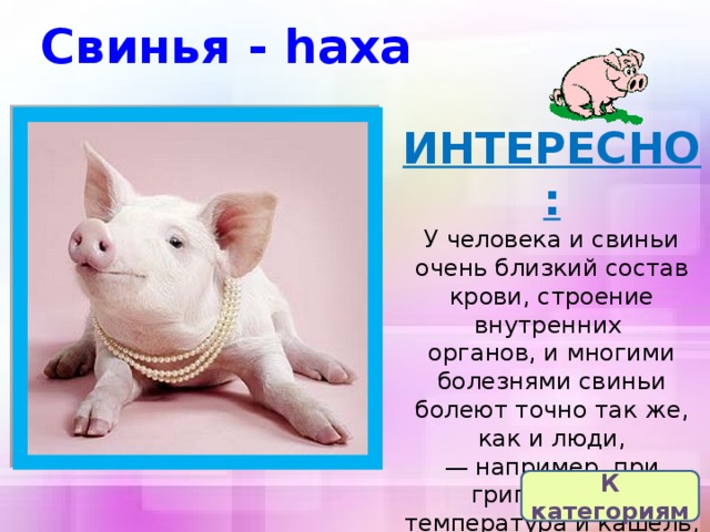 Свинья - һаха ИНТЕРЕСНО: У человека и свиньи очень близкий состав крови, строение внутренних   органов, и многими болезнями свиньи болеют точно так же, как и люди,— например, при гриппе у них температура и кашель, и даже насморк — капает   из пятачка.   К категориям 