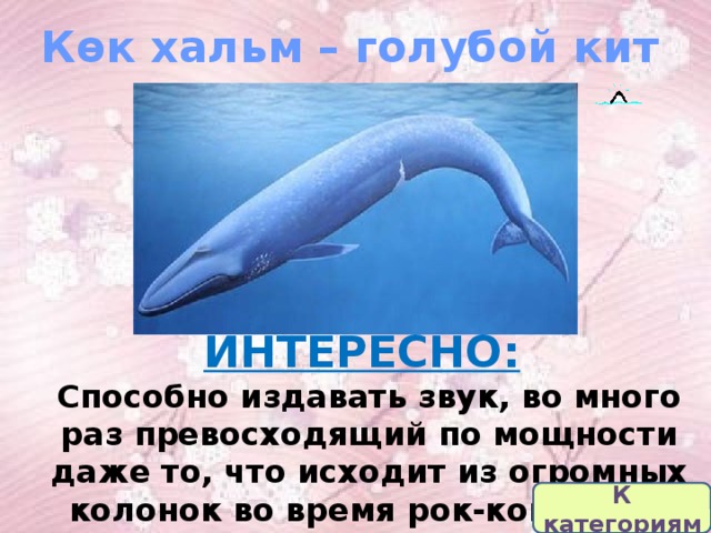 Көк хальм – голубой кит ИНТЕРЕСНО:   Способно издавать звук, во много раз превосходящий по мощности даже то, что исходит из огромных колонок во время рок-концерта. К категориям 