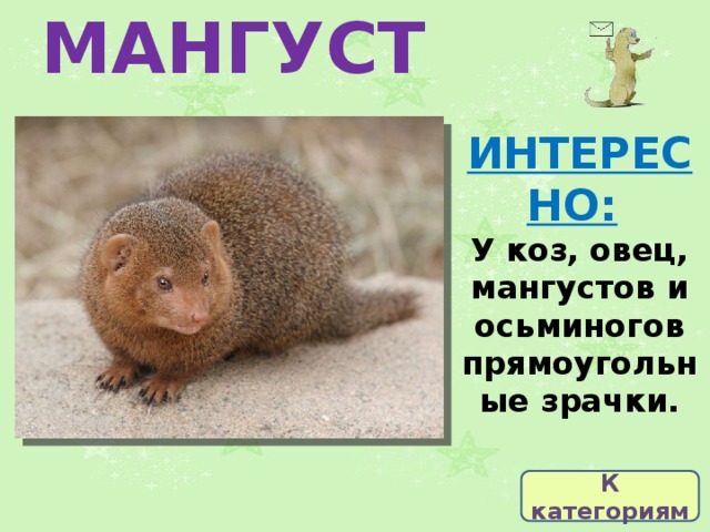 МАНГУСТ ИНТЕРЕСНО:   У коз, овец, мангустов и осьминогов прямоугольные зрачки. К категориям 