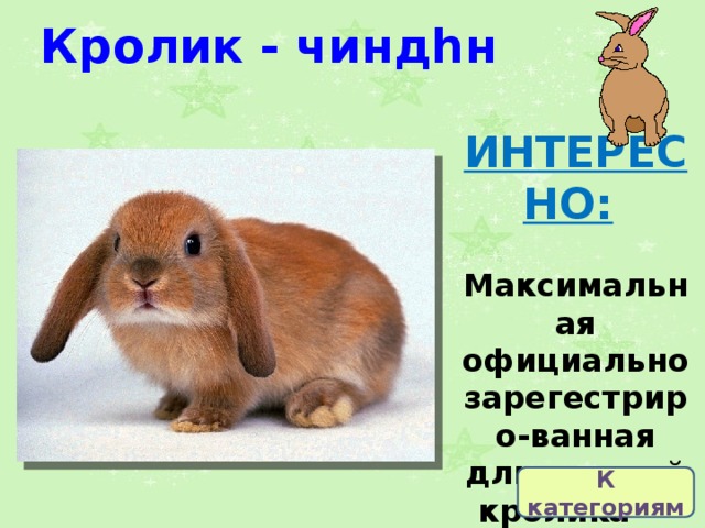 Кролик - чиндһн ИНТЕРЕСНО:   Максимальная официально зарегестриро-ванная длина ушей кролика — 80 см. К категориям 