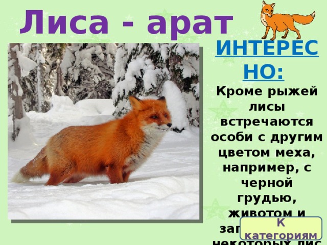 Лиса - арат ИНТЕРЕСНО:   Кроме рыжей лисы встречаются особи с другим цветом меха, например, с черной грудью, животом и загривком. У некоторых лис на спине есть черный крест.  К категориям 