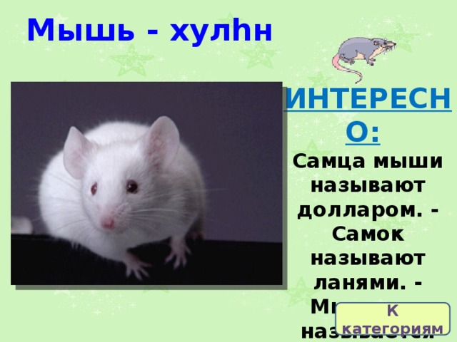Мышь - хулһн ИНТЕРЕСНО:   Самца мыши называют долларом. - Самок называют ланями. - Мышонок называется мизинец. К категориям 