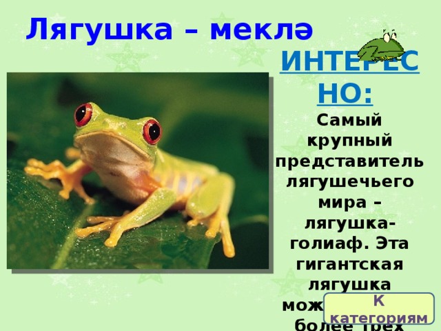 Лягушка – меклә ИНТЕРЕСНО:   Самый крупный представитель лягушечьего мира – лягушка-голиаф. Эта гигантская лягушка может весить более трех килограммов, ее длина составляет около 90см. К категориям 