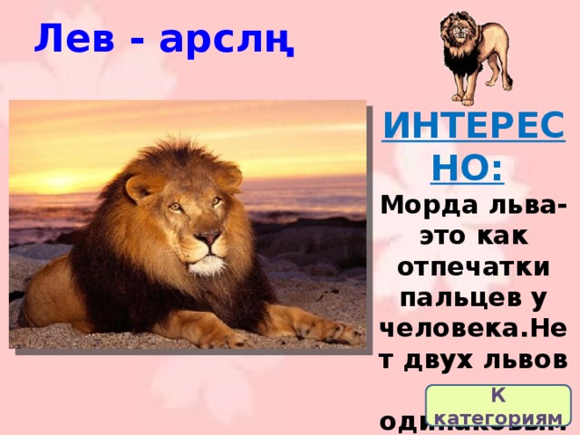 Лев - арслң ИНТЕРЕСНО:   Морда льва-это как отпечатки пальцев у человека.Нет двух львов с одинаковыми мордами.    К категориям 