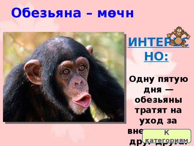 Обезьяна – мөчн ИНТЕРЕСНО:   Одну пятую дня — обезьяны тратят на уход за внешностью друг друга. К категориям 