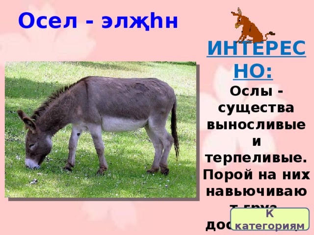 Осел - элҗһн ИНТЕРЕСНО:   Ослы - существа выносливые и терпеливые. Порой на них навьючивают груз, достигающий 2/3 от веса животного. К категориям 