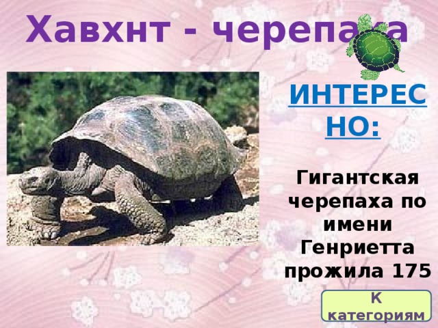 Хавхнт - черепаха ИНТЕРЕСНО:   Гигантская черепаха по имени Генриетта прожила 175 лет К категориям 