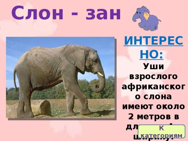 Слон - зан ИНТЕРЕСНО:   Уши взрослого африканского слона имеют около 2 метров в длину и 4 в ширину. К категориям 