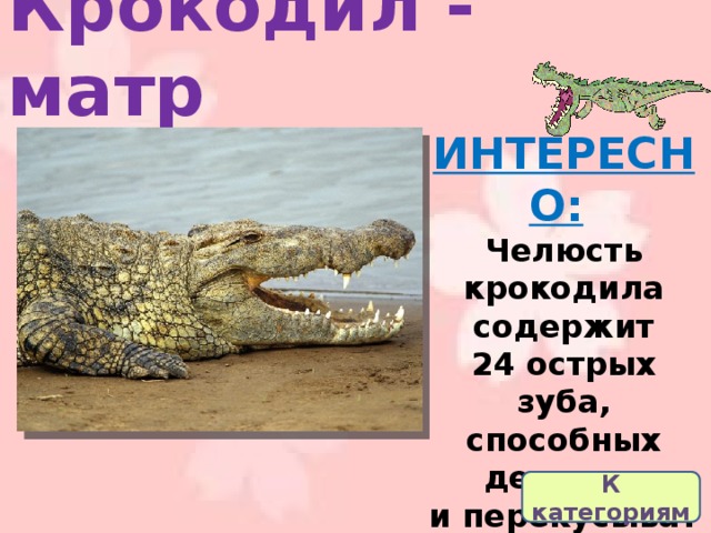 Крокодил - матр ИНТЕРЕСНО:   Челюсть крокодила содержит 24 острых зуба, способных держать и перекусывать добычу, но не жевать. К категориям 