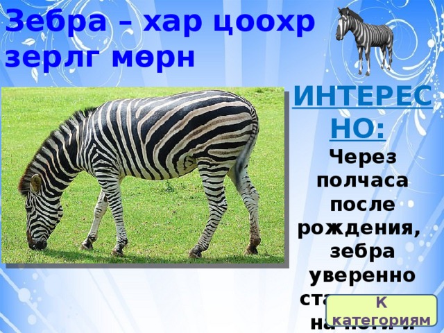 Зебра – хар цоохр  зерлг мөрн ИНТЕРЕСНО:   Через полчаса после рождения,  зебра уверенно становится на ноги и может ходить не падая. К категориям 