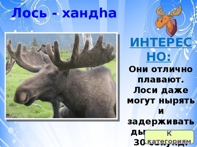 Лось - хандһа ИНТЕРЕСНО:   Они отлично плавают. Лоси даже могут нырять и задерживать дыхание до 30 секунд. К категориям 