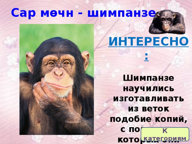 Сар мөчн - шимпанзе ИНТЕРЕСНО:   Шимпанзе научились изготавливать из веток подобие копий, с помощью которых они охотятся на мелких приматов .  К категориям 