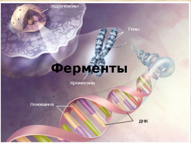 Ферменты 