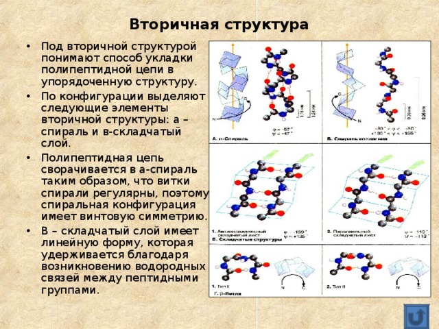 Вторичная структура Под вторичной структурой понимают способ укладки полипептидной цепи в упорядоченную структуру. По конфигурации выделяют следующие элементы вторичной структуры: а – спираль и в-складчатый слой. Полипептидная цепь сворачивается в а-спираль таким образом, что витки спирали регулярны, поэтому спиральная конфигурация имеет винтовую симметрию. В – складчатый слой имеет линейную форму, которая удерживается благодаря возникновению водородных связей между пептидными группами. 
